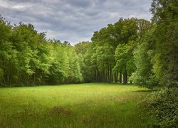 Łąka otoczona zielonymi drzewami