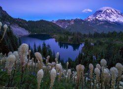 Łąka pokryta miądrzygą z widokiem na jezioro i stratowulkan Mount Rainier