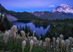 Park Narodowy Mount Rainier, Rośliny, Miądrzyga, Góry, Stratowulkan Mount Rainier, Drzewa, Jezioro, Zmierzch, Wieczór, Stan Waszyngton, Stany Zjednoczone