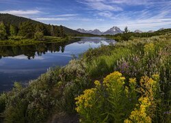 Stany Zjednoczone, Wyoming, Park Narodowy Grand Teton, Snake River, Mount Moran, Rośliny, Kwiaty, Łąka, Rzeka, Góry, Niebo