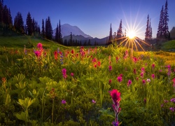 Łąka w kwiatach i zachodzące słońce nad górami
