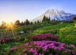 Park Narodowy Mount Rainier, Góra, Szczyt Mount Rainier, Stan Waszyngton, Stany Zjednoczone, Kwiaty, Łąka, Promienie słońca