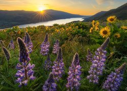 Rezerwat przyrody, Columbia River Gorge, Góry Kaskadowe, Rzeka Kolumbia, Góry, Promienie słońca, Łąka, Kwiaty, Łubin, Balsamorhiza, Stan Waszyngton, Stany Zjednoczone