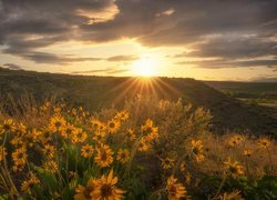 Łąka z balsamorhizą w promieniach słońca