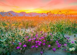 Łąka z kolorowymi kwiatami pod kolorowym niebem