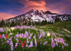 Łąka z łubinem u podnóża góry Mount Rainier w amerykańskim stanie Waszyngton