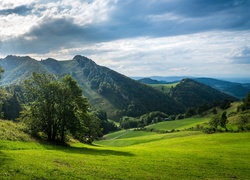 Łąka z widokiem na drzewa i góry