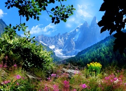 Francja, Góra Aiguilles du Dru, Góry, Lasy, Kwiaty