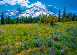 Łąka z widokiem na góry w Parku Narodowym Mount Rainier