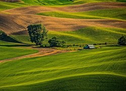 Pola, Łąki, Drzewa, Wzgórza, Palouse, Waszyngton, Stany Zjednoczone