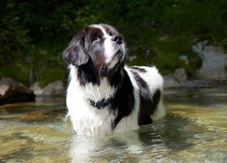 Landseer