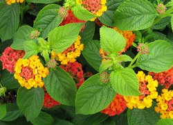 Lantana pospolita