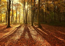 Anglia, Hrabstwo Norfolk, North Norfolk, Las Bacton Woods, Jesień, Las, Promienie Słońca