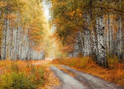 Jesień, Brzozy, Las brzozowy, Droga, Pożółkłe, Trawy
