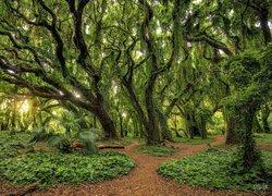 Las, Drzewa, Omszałe, Promienie słońca, Hawaje, Maui, Honolua Bay Trail, Stany Zjednoczone