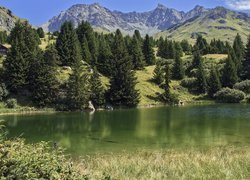 Las i jezioro w szwajcarskich górach