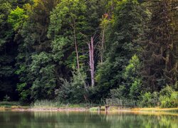 Las i mały pomost nad jeziorem