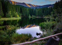 Las i rozświetlone góry nad jeziorem