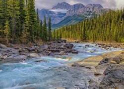 Las i skały nad rzeką Mistaya River i góry Canadian Rockies