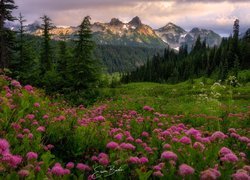 Las i tawuła na łące na tle gór Tatoosh Range