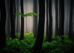 Las i zielone krzewy we mgle