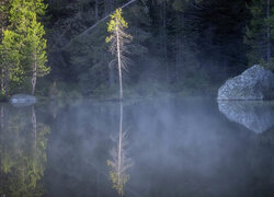 Drzewa, Jezioro, String Lake, Park Narodowy Grand Teton, Stan Wyoming, Stany Zjednoczone