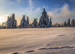 Niemcy, Nadrenia Północna-Westfalia, Region Sauerland, Las jodłowy, Zima, Ośnieżone, Drzewa, Jodły, Ślady