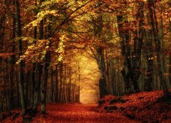 Jesień, Las, Liściasty, Drzewa, Droga