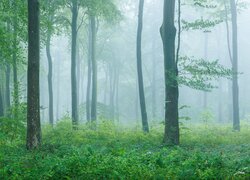 Las liściasty we mgle