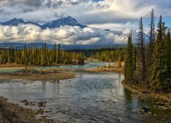 Las nad rzeką Athabasca w Parku Narodowym Jasper