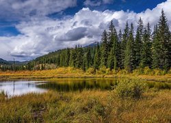 Jezioro, Drzewa, Świerki, Trawa, Szczyty, Góry, Chmury, Park Narodowy Jasper, Alberta, Kanada