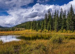 Las obok jeziora w Parku Narodowym Jasper