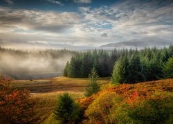 Rzeka, Drzewa, Mgła, Jesień, Góry
