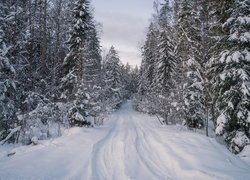 Las po obu stronach zasypanej śniegiem drogi