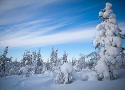 Las pokryty białym śnieżnym puchem