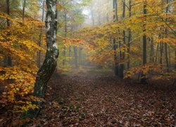 Las porastający masyw Donnersberg w Niemczech