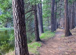 Las, Rzeka, Merced River, Droga, Yosemite Valley, Park Narodowy Yosemite, Kalifornia, Stany Zjednoczone