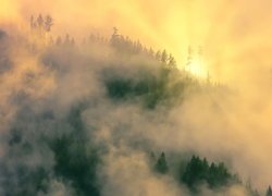 Las spowity gęstą mgłą