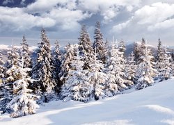 Las świerkowy w śniegu