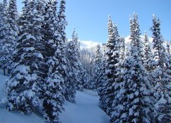 Las świerkowy w zimowej szacie