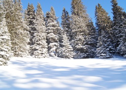 Las świerkowy zimą