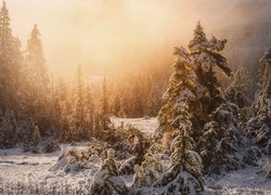 Las Tongass National Forest na Alasce w zimowej mgle