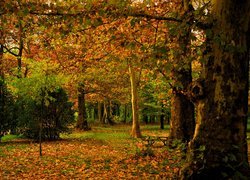 Las w barwach jesieni
