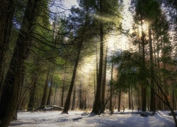 Stany Zjednoczone, Stan Kalifornia, Park Narodowy Yosemite, Las, Drzewa, Śnieg, Promienie słońca