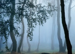 Las, Drzewa, Liście, Mgła
