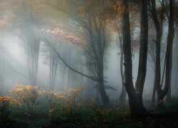 Las w górach Stara Płanina na terenie Bułgarii