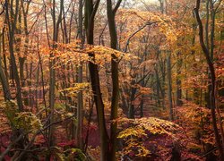 Las w jesiennych barwach