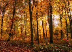 Las w jesiennym słońcu
