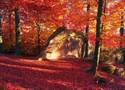 Las w Karpatach na Ukrainie jesienią
