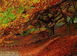 Jesień, Drzewa, Las, Liście